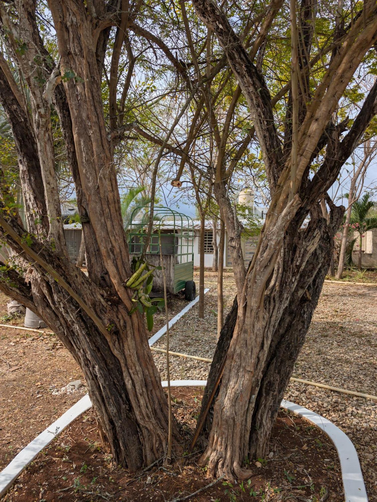 Los Cedros Uayamon Exterior photo